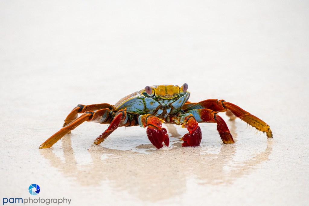 Galapagos Trip Log – Day 7 – San Cristobal Island