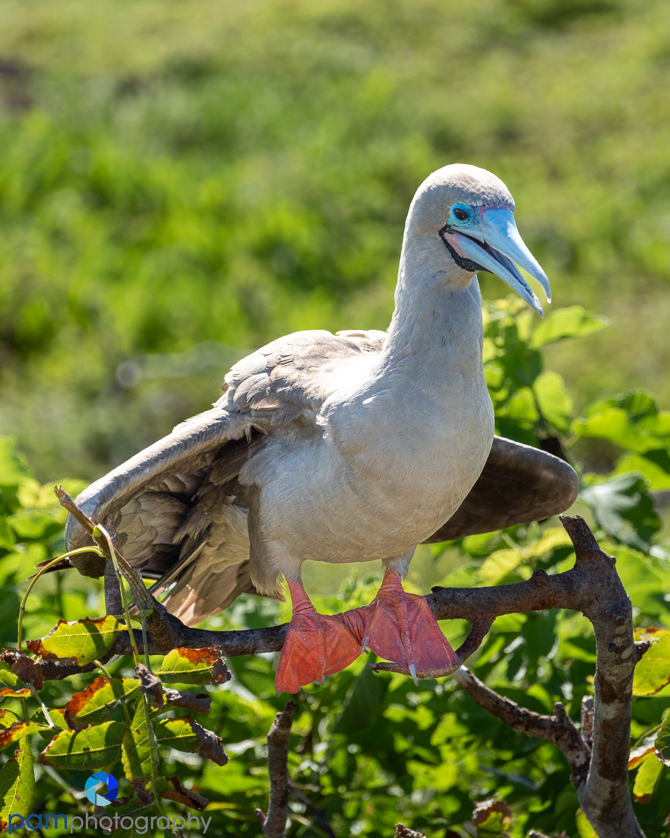 Galapagos Trip Log – Day 5 – Genovesa&nbsp;Island