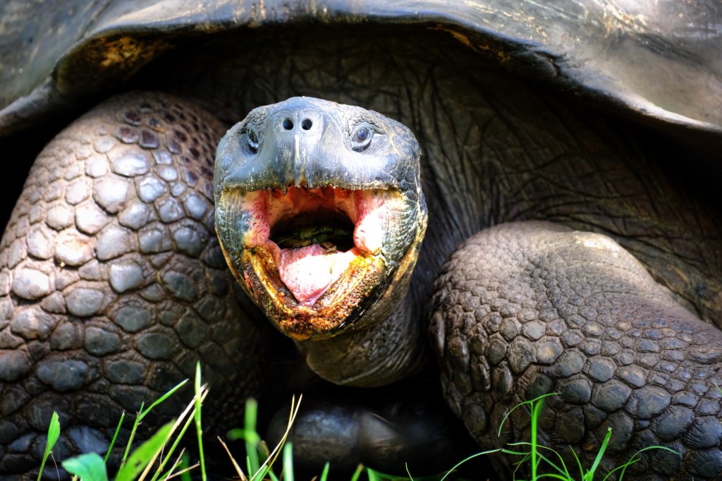 Galapagos Trip Log – Day 4 – Santa Cruz&nbsp;Island