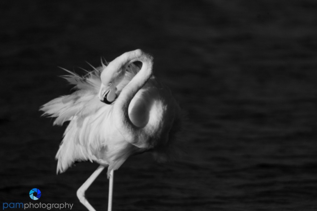 Galapagos – Photos from Our Big&nbsp;Cameras